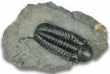 Prone Reedops Trilobite - Atchana, Morocco #323693-3